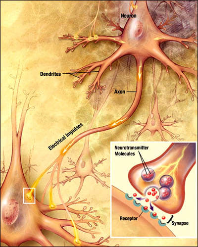 Neuroscience has revealed a definite biological component to clinical depression.