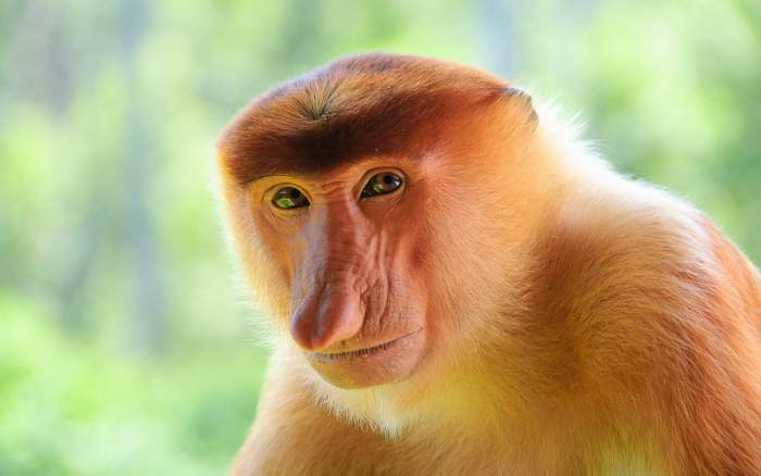 The Proboscis monkey definitely lends so much strength to the theory of evolution where man has evolved from monkeys. Have we really 'evolved' is the question it seems to pose...