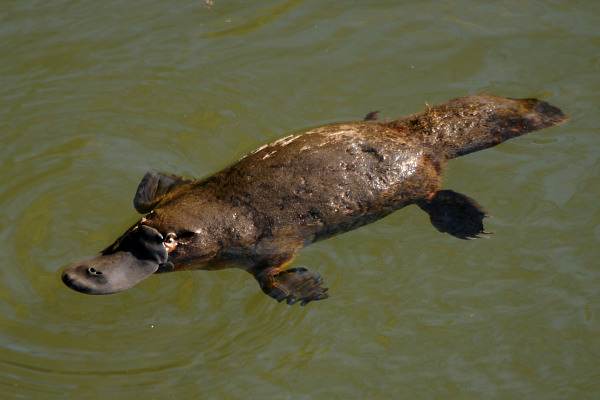 The duck-billed platypus is the only mammal that lays eggs! When Dr George Shaw, the first European to examine it, saw it, he pronounced that it was a cleverly made fake! "Platypus" means flat-foot. :)