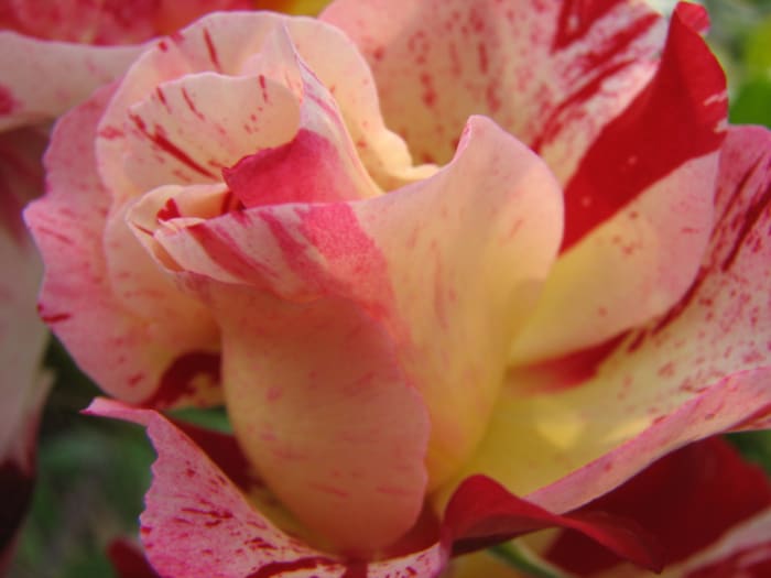 beautiful to look at, to smell, is an edible flower and has beneficial skin care properties. Roses are a firm favorite across the world.