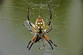 Find the spider dream scenarios that best fits your current situation in life. Start from here to correctly interpret your spider dream.