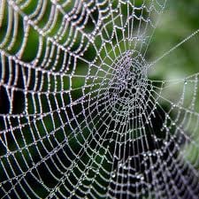 Spider dreams usually represent our own feelings and insecurities in our waking life. Spider dream meanings can vary, both good and bad.