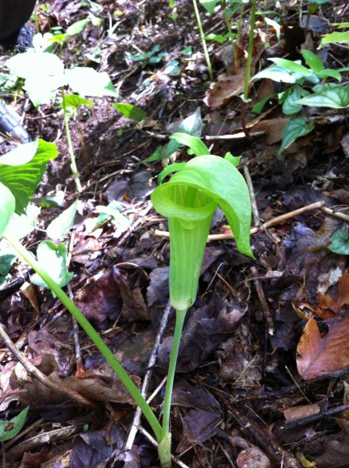 Jack In The Pulpit is only one of many kinds of exotic plants found in Pisgah Forest