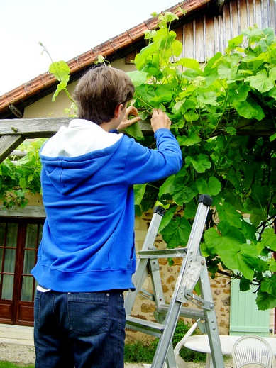 For your recipe, stuffed vine leaves, first pick young, large and clean and healthy leaves complete with their stalks.