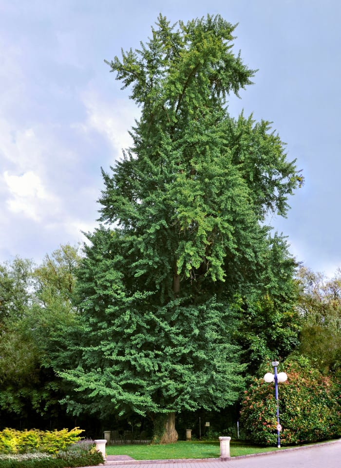ginkgo-biloba-or-maidenhair-tree-uses-and-health-benefits