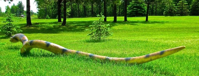 Not your ordinary yard ornament. At a glance if I didn't already know, I would have to take a double take to see if this snake was real or not.