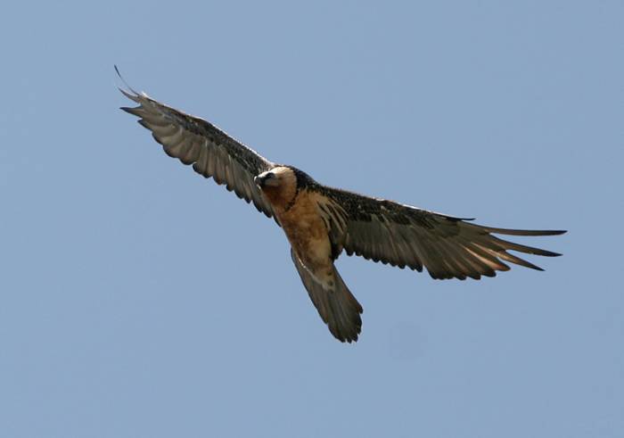 Lammergeier or Bearded Vulture, a rare bird with a beautiful flight and distinctive shaped tail.