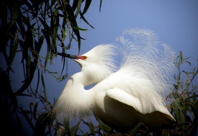 Herons and egrets were killed to obtain the beautiful breeding plumage used in the decoration of hats.