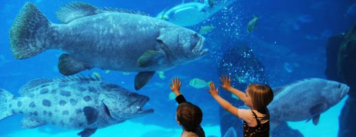 The real attraction of Georgia Aquarium is the possibility of getting real close to the sea animals