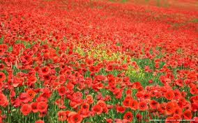 This brilliant flower has lead to untold suffering, addiction and death for thousands of years.