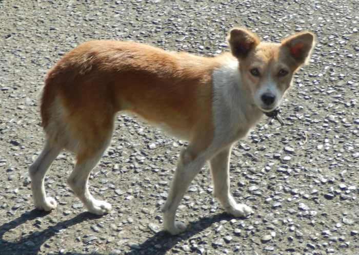 An "aspin" short for "asong pinoy" is a very resilient breed, relatively healthy and has adapted well to Philippine living conditions.
