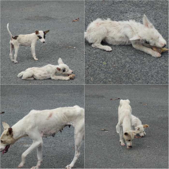The evidence of neglect is very evident. Just take a look at their skins and the entire disposition of these stray dogs. Since these dogs live in unsanitary environments, they are prone to various diseases such as rabies, flea infection and ear mite