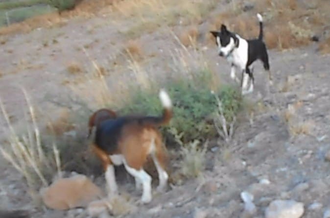 Two dogs showing high prey drive, one dog is a hound and other is a terrier mix. These dogs work as a team.