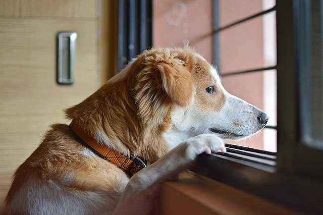 Puppies may attach too much when we fail to foster in them more confidence and independence.