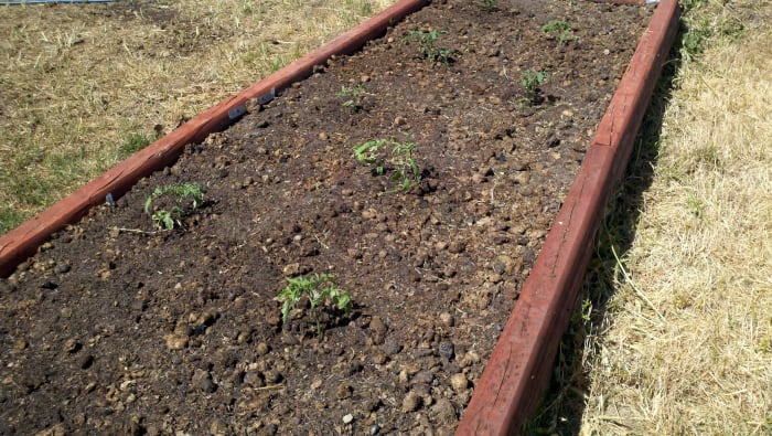 Little tomato plants enjoying their new spacious home in a raised vegetable garden bed