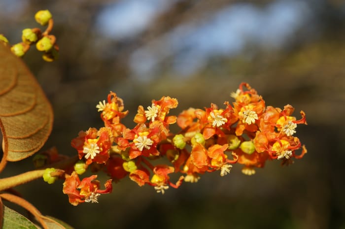Blooms on the inflourescene of the nance tree (Byrsonima crassifolia). Common in the very dry forestland of Guanacaste. The fruit is eaten fresh, pickled in rum or made into ice cream.