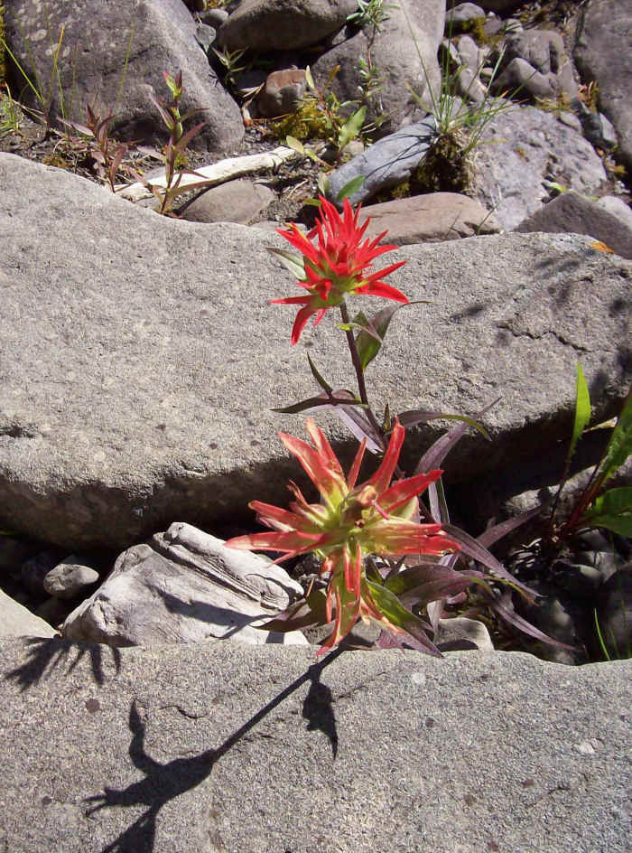 Indian Paintbrush—Facts, Legend & Lore Owlcation Education