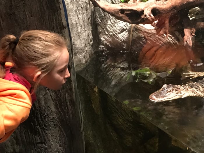Roanoke Island is home to alligators in the wild, but you are lucky to see one unless you visit the Roanoke Island NC Aquarium.