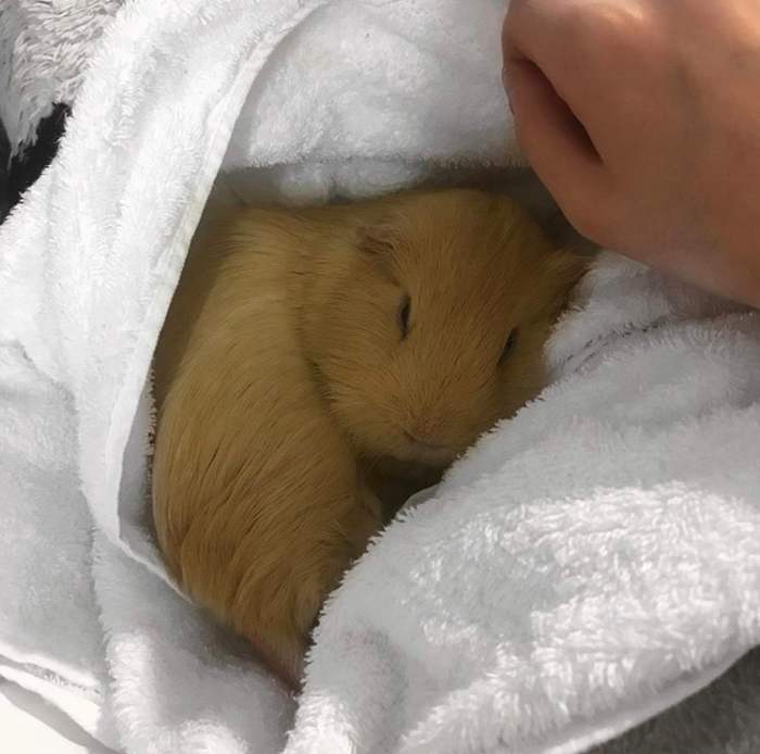 How to Get Your New Guinea Pig to Trust You HubPages