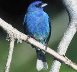 In some areas Indigo Bunting may be mistaken for a bluebird. On closer inspection the differences are obvious.