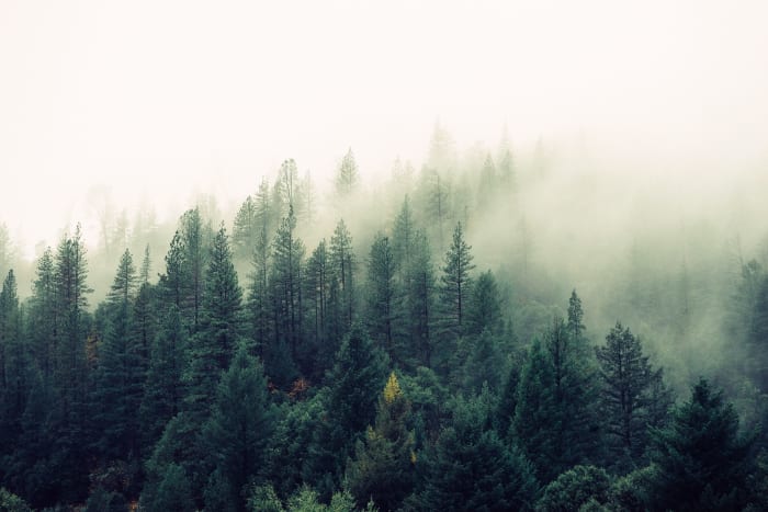 When talking about online content, "evergreen" means that the article won't become outdated as time passes.