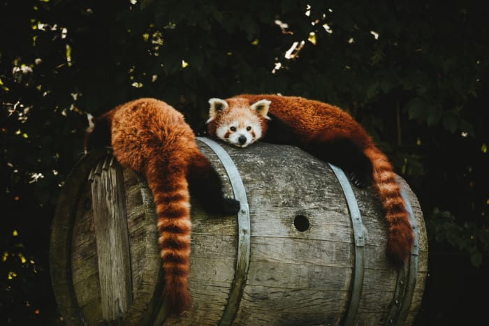A long-tail search term is a group of keywords (typically three or more) that rank together rather than individually.