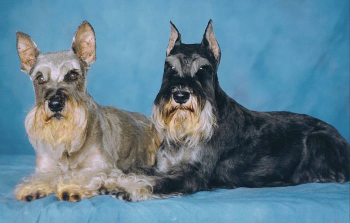 My first two Schnauzers, who both lived very long, and happy lives thanks, in part, to their healthy diet.
