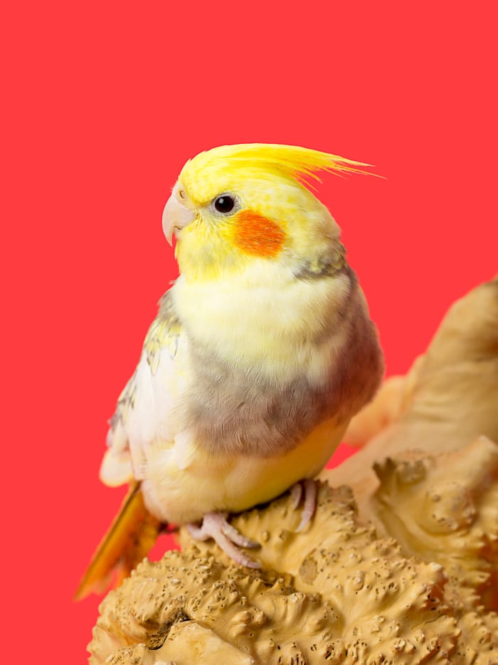 Does your store offer birds? Make that clear in the name with bird-related words like "feathers," "tweet," and more.