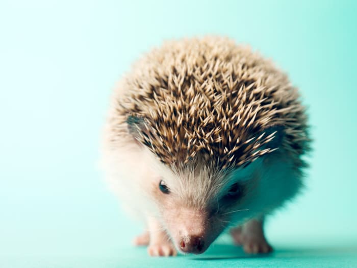 Cute and Funny Hedgehog Names (From Button to Zuri ...