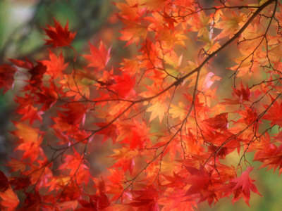 Poster captures the beauty of fall leaves. Eventually they fall and needed to be removed from a lawn.
