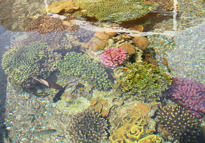 Israeli corals near Eilat, at the head of the Gulf of Aqaba. Image by Ludwig14, courtesy Wikimedia Commons.
