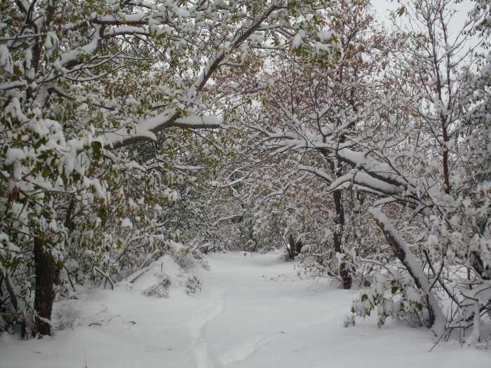 The driveway, which was built for Model T cars. Being nothing like a straight shot, it makes me feel cozy and hidden.