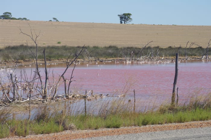 Pink Lake in Western Australia varies in color by the season.