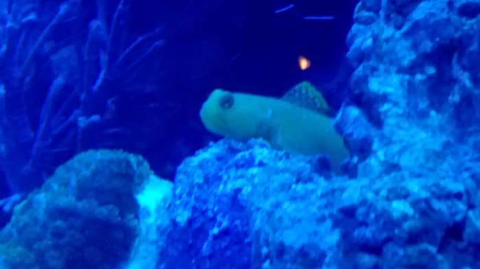 Your aquarium fish, whether they be freshwater or saltwater, like the yellow watchman Goby in the photo, cannot only be considered pet friends, much like the family canine.They can also act as great watch fish!