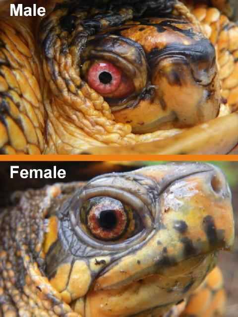 Often people will mistake a reddish brown female eye for a male's red eye but when examined side by side, it is easier to discern the difference.