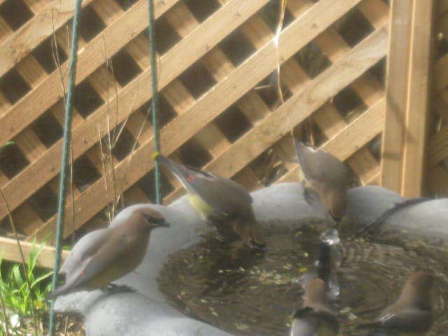 Bohemian Waxwing genus name Bombycilla. Nomadic life style always in search of fruit and berries; Waxwing, refers to the bright red bead-like tips of the secondary feathers on its wings, which look like drops of sealing wax.