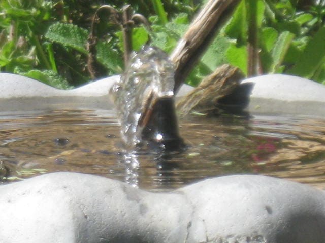 Keeping the birdbath will be an easy maintenance task with the leveler shared in this article.