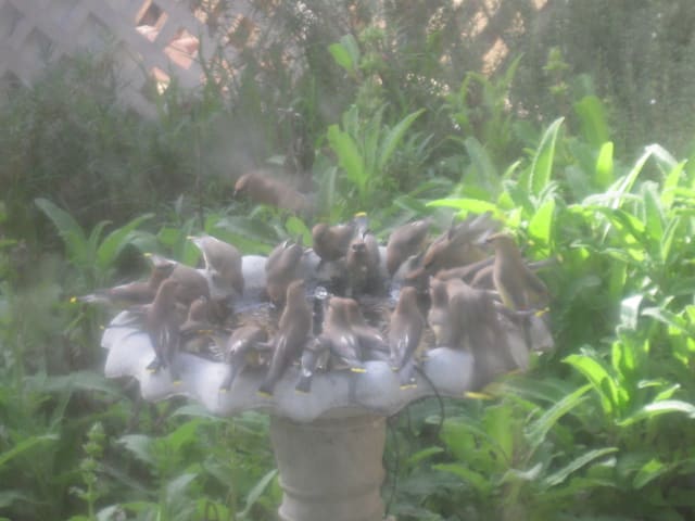 Sometimes they arrive in a flurry. This Bohemian Waxwings flurry is called a "ear-full" and a "museum" of waxwings. Times like this they will drink the birdbath dry in a few moments.