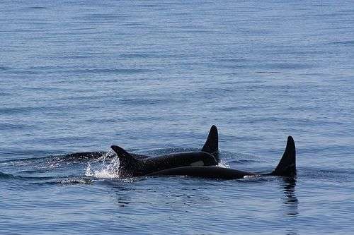 Two Orcas lifting a baby Orca to the surface, a heart-touching display of caring
