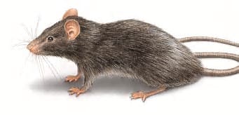 I have picked the picture of this rat from the Internet, just because it is slander, it has a long tail and is the same colour of the rat that came in our room, and caused so much damage, and we are going to talk about in this article.