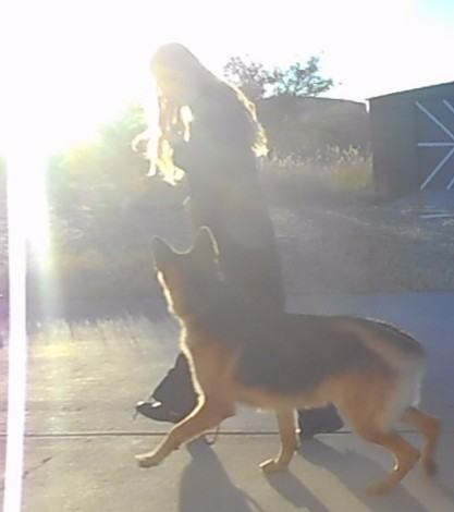 Attention heeling can help your dog walk by distractions without pulling.