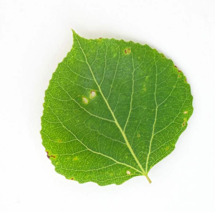 Identifying 13 Common Native Michigan Trees; Featuring Autumn Colors