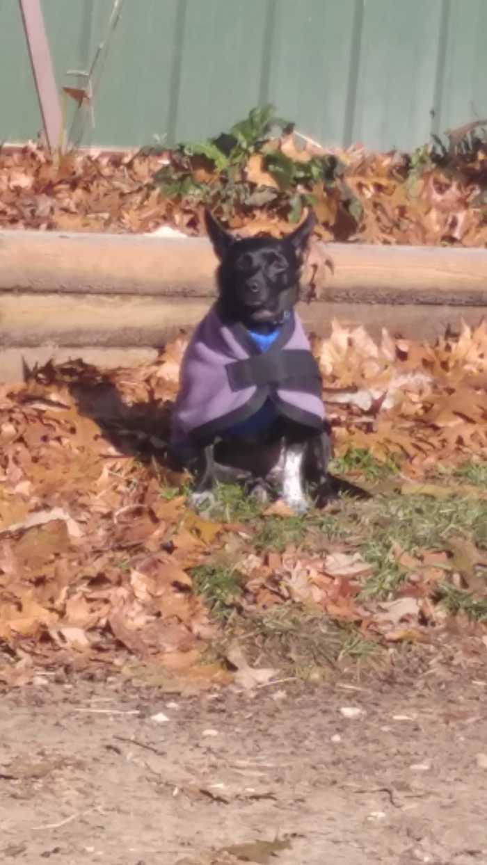 Finally, Ziva, my little baby dog that loves following me around and wearing clothes!