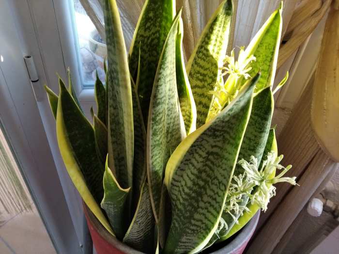 How To Get a Snake Plant to Flower Fast HubPages