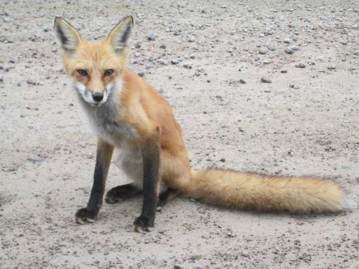 Just a Fox on a dirt road I was driving on, which probably also likes BBQ but was much better mannered than the guy in the video. I stopped and we chatted.