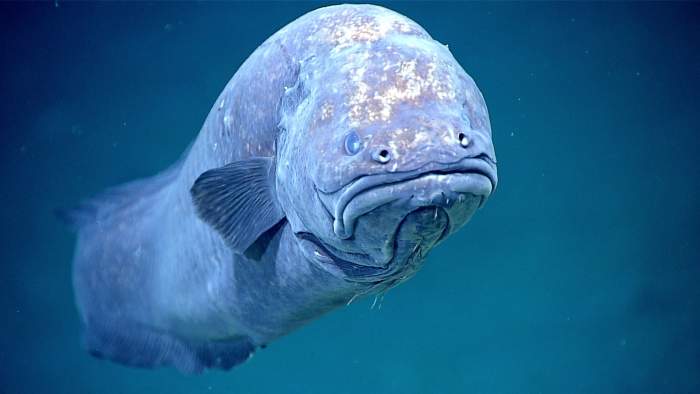 A grumpy-looking cusk eel