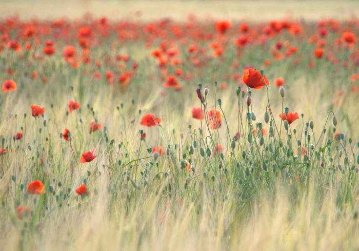 "We... We together. One being. Flow together like water. Till I can't tell you from me... Now... Now." The Thin Red Line