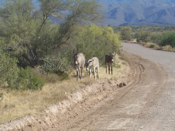 Arizona wild burros, the progeny of 16th - 19th century prospectors, are perfectly adapted to desert conditions.
