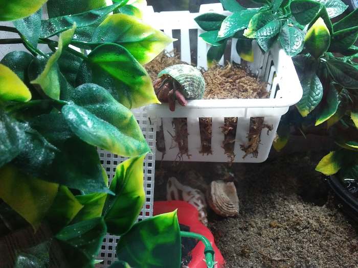 Moss pit made from a simple plastic basket hung on Command hooks, with vines and piece of plastic canvas attached with zip ties for ladders.