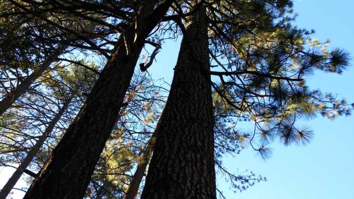 Look for harmony and balance in nature. Gain inner strength from majestic trees. Follow nature's example to live worry free.